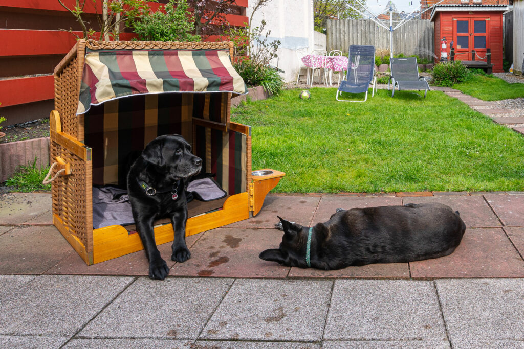 Zwei Hunde und Hundestrandkorb